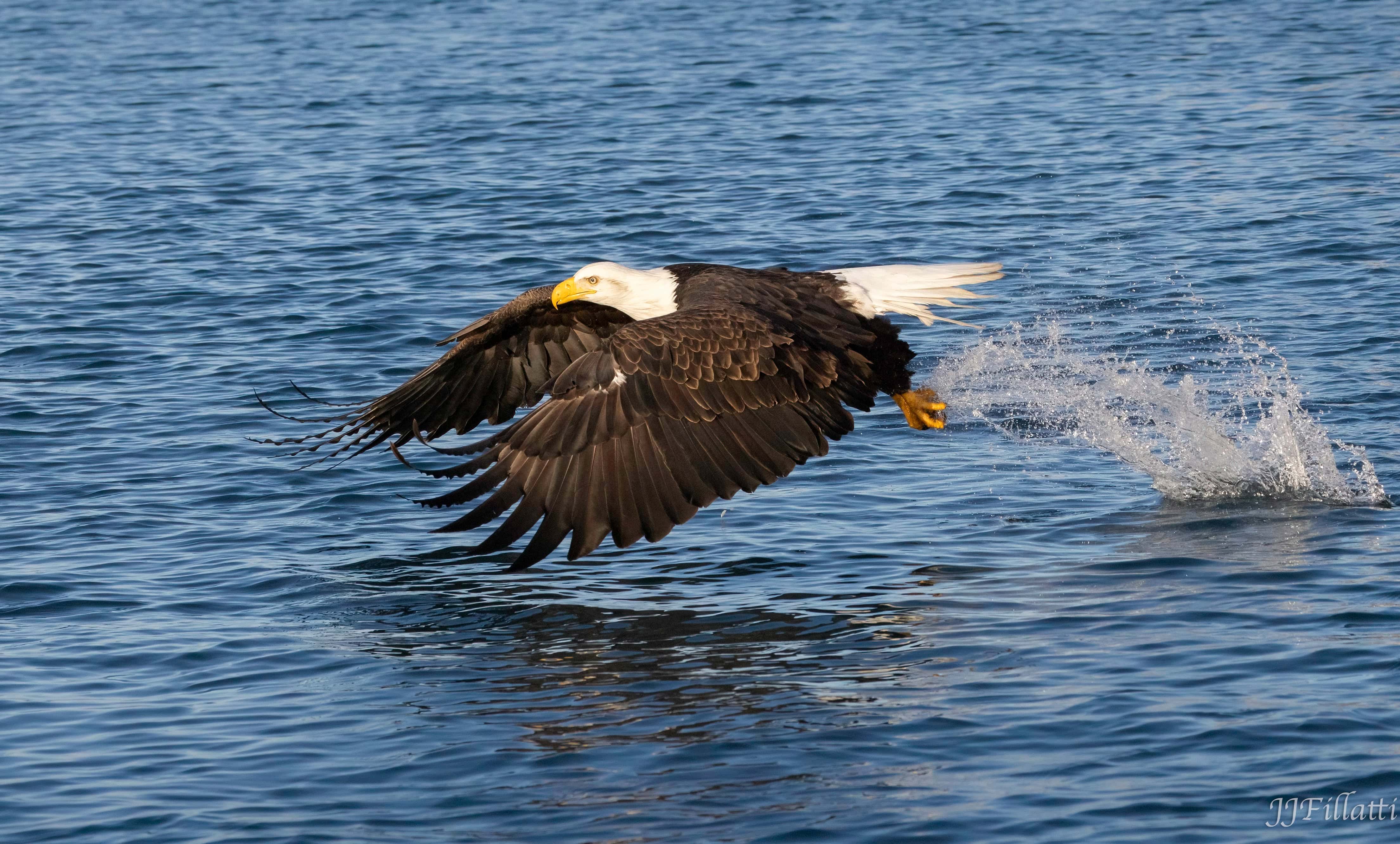 bird of homer alaska image 5